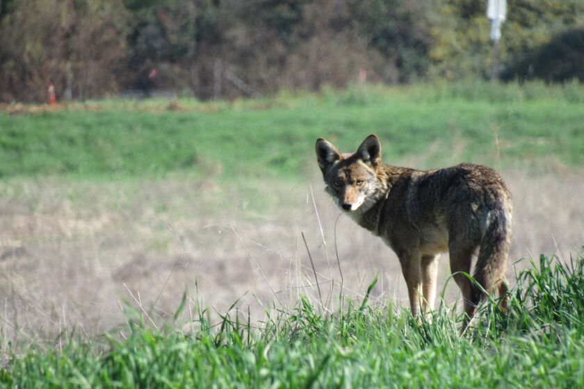 A coyote keeps watch on land near Gillespie Field in El Cajon where a warehouse distribution center is planned to be built.