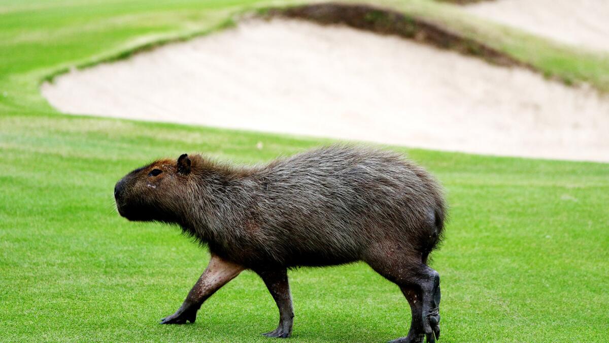 A capybara usually grows to 20 to 25 inches tall and weighs between 75 to 145 pounds, although the record weight is 200 pounds.