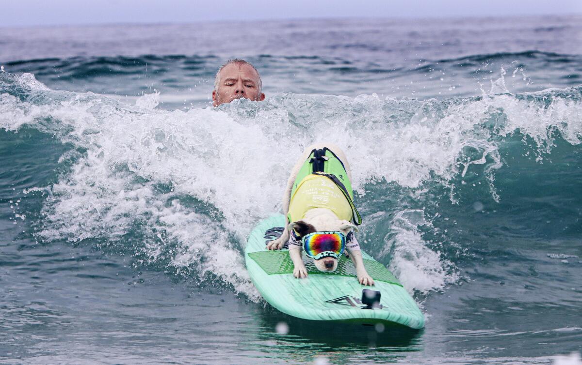 Faith surfs a wave, while owner James Wall looks on.