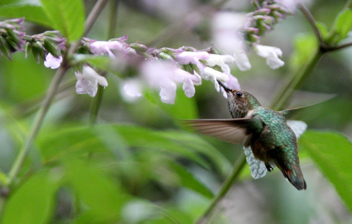 Photo Gallery: BirdLA birdwatching event held at Descanso Gardens