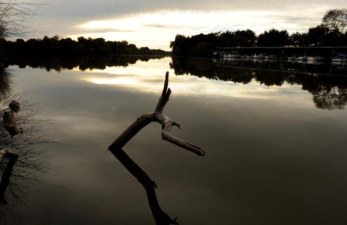 A tree branch sticks out of the water in the Sacramento-San Joaquin Delta. A Superior Court order Friday put a temporary halt to the state's curtailment of junior water rights held by an irrigation district that diverts supplies from the delta.