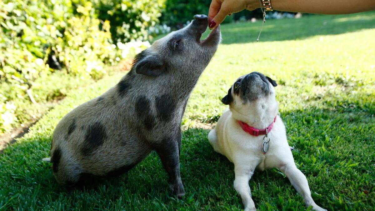 As her pug Pepper watches, Hollywood stylist Tara Swennen feeds her pet pig, Sprinkles, at her home in Studio City.
