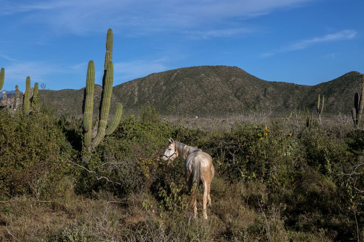 A horse eats wild brush off the roadside in Baja California Sur.