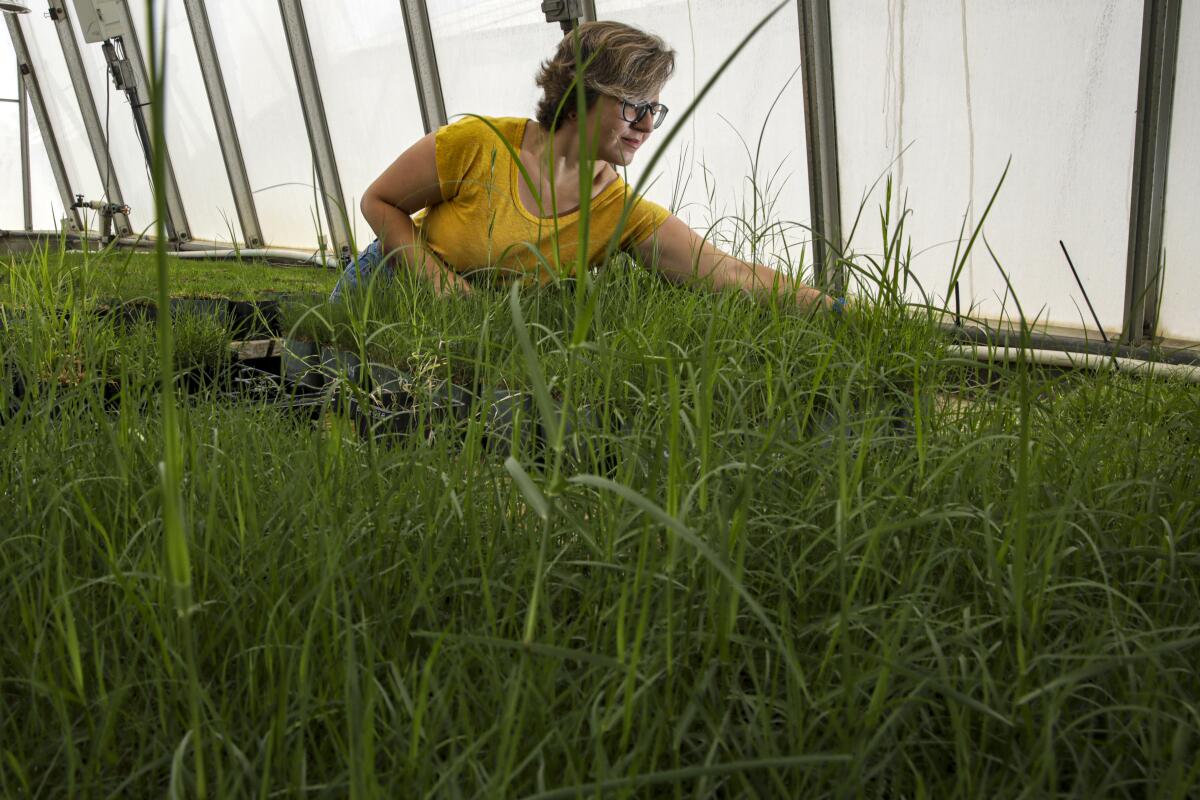Marta Pudzianowska works in a greenhouse with Bermuda grass.