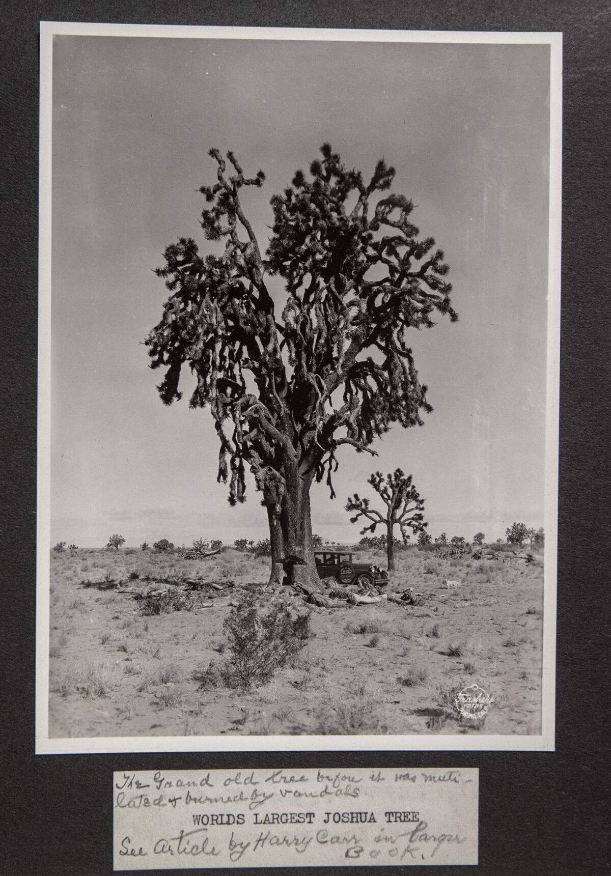 JOSHUA TREE NATIONAL PARK, CALIF. -- MONDAY, NOVEMBER 19, 2018: Copy photos of a photograph which was included in a book which was sent to President Roosevelt urging him to help establish Joshua Tree National Monument in Joshua Tree National Park, Calif., on Nov. 19, 2018. ( / Photo courtesy National Park Service)