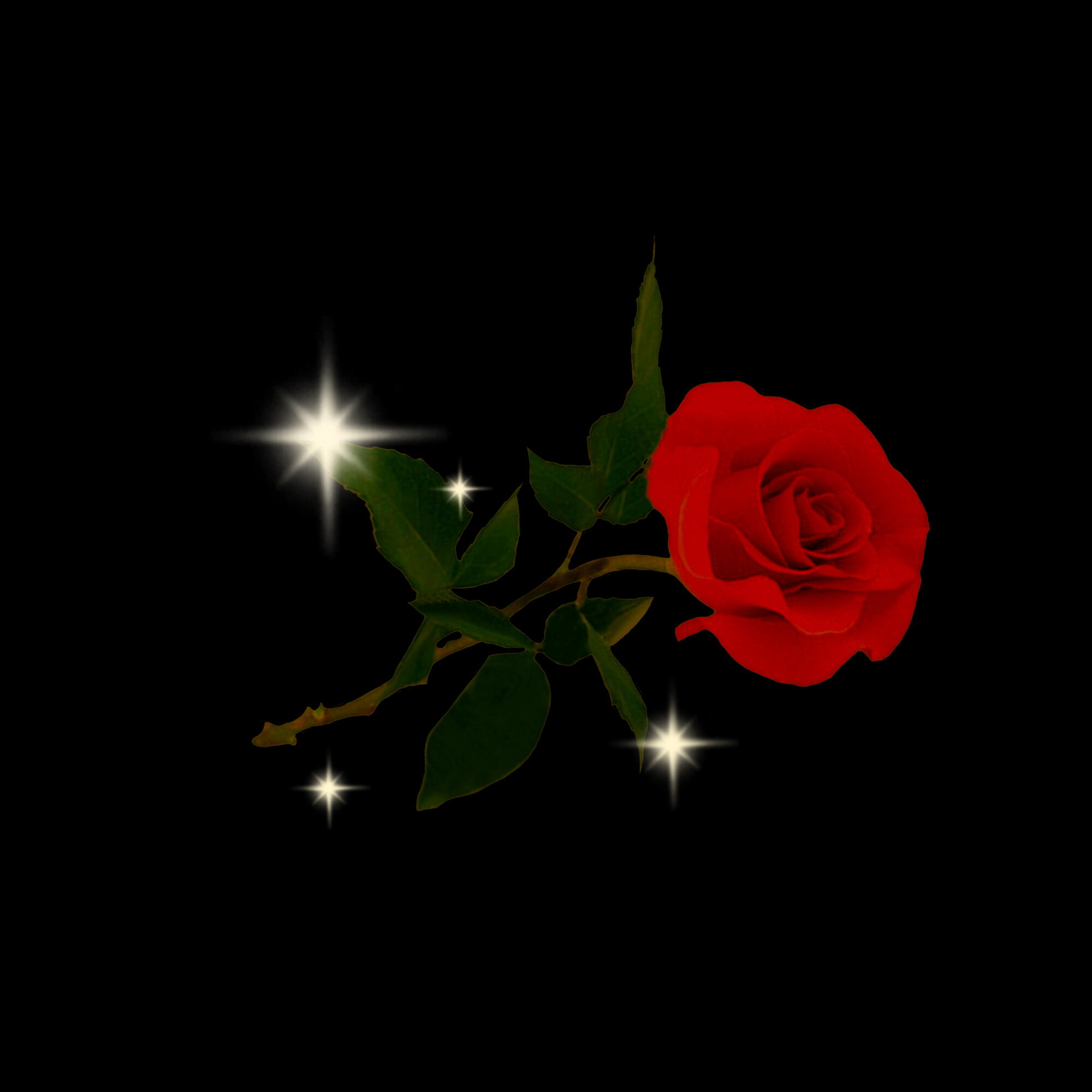 Image of a rose 