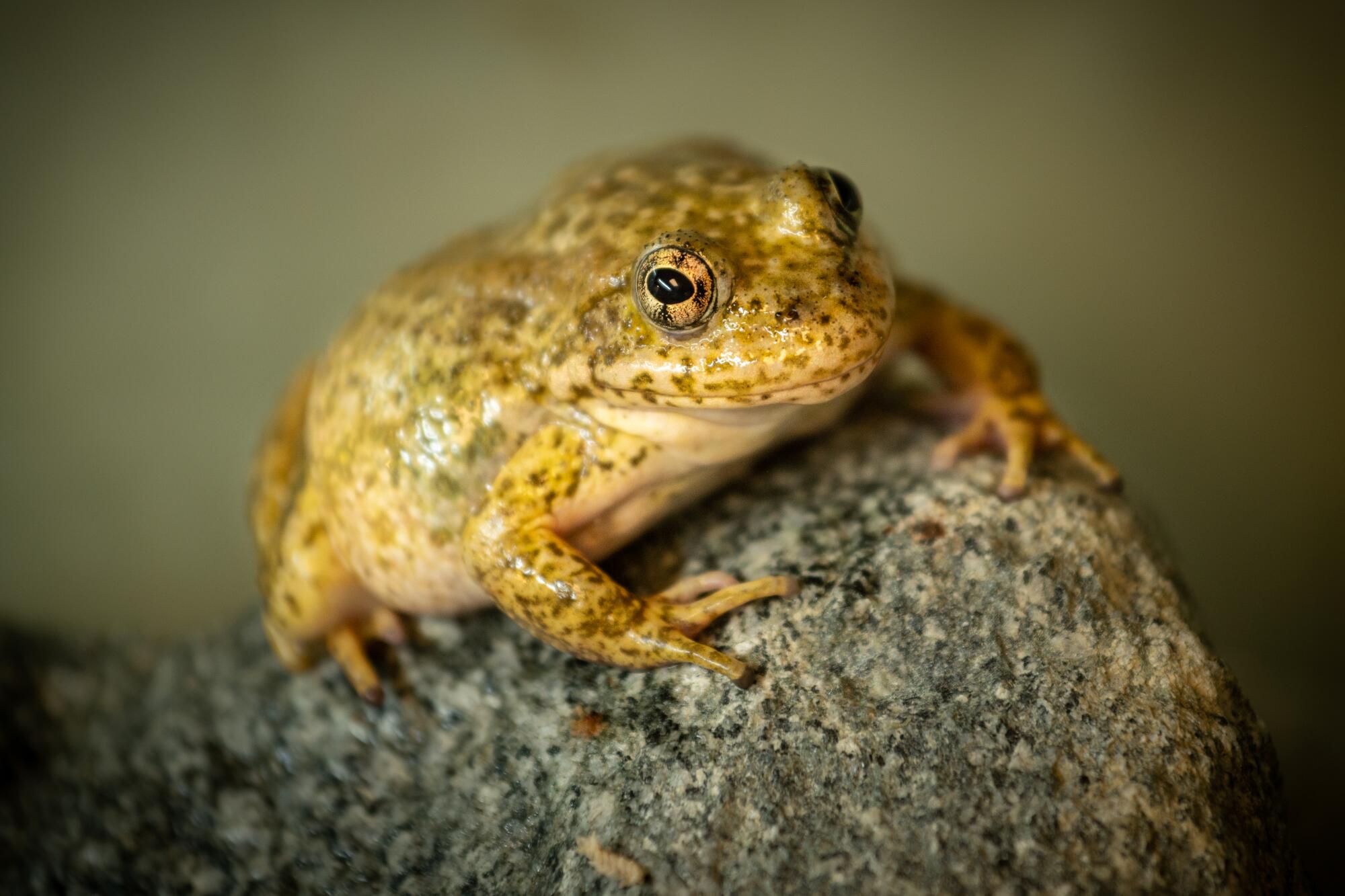 A yellow and green frog clings to a rock.