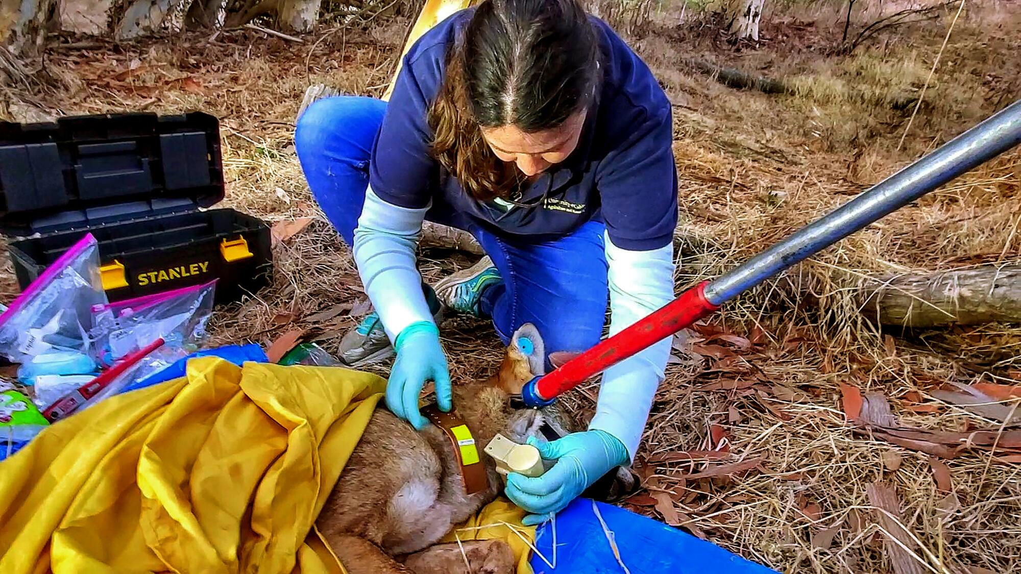 A woman attaches a collar to a prone coyote