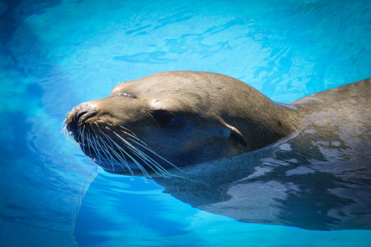 Sea lion known as freeway recovers at SeaWorld San Diego