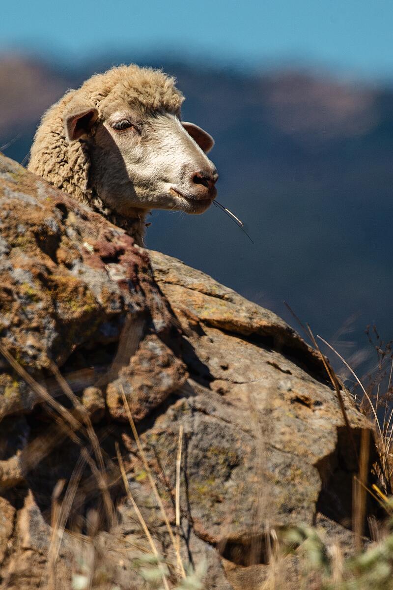 A sheep poking its head out from behind a rock.