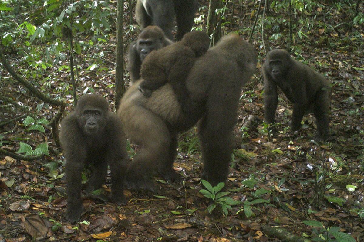 An image taken by a camera trap on June 22 shows a group of Cross River gorillas in Nigeria's Mbe Mountains.