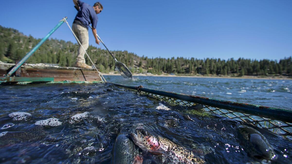 Logan Huefner plants trout in Big Bear Lake. Big Bear Lake currently stocks trout from a Fish and Wildlife hatchery in Northern California.
