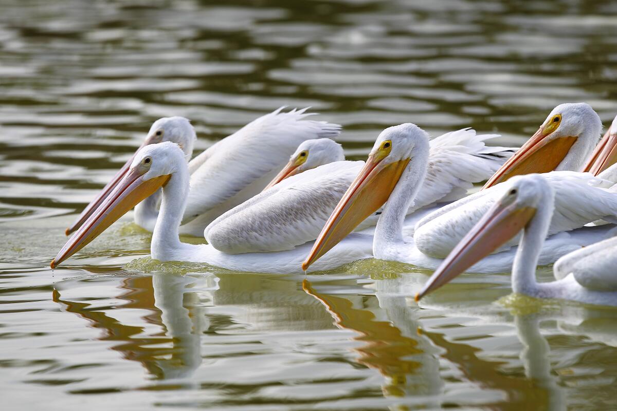 American white pelicans swim in Lindo Lake in Lakeside in this file photo from 2018.