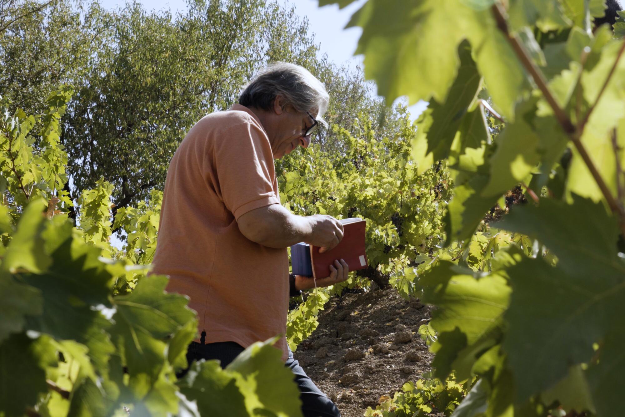 A man stands in a vineyard, looking down at his notes