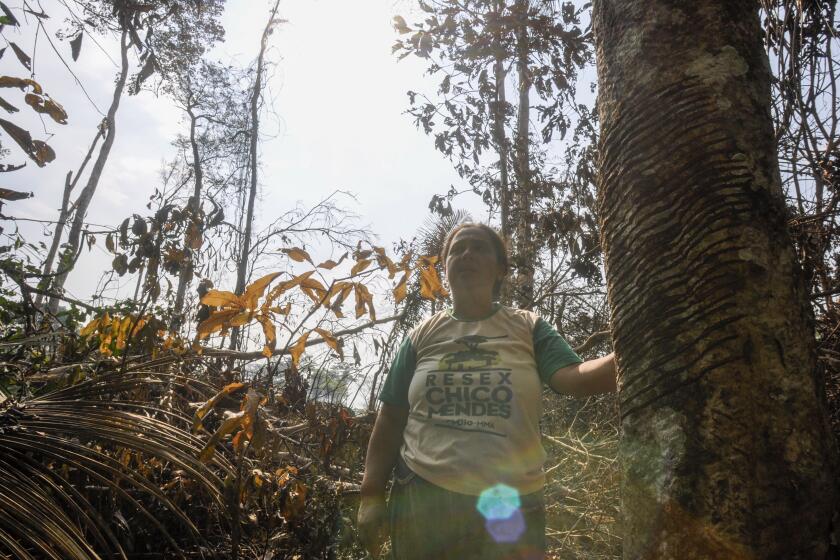 Luzineide Marques da Silva, a rubber tapper, talks near a damaged rubber tree in the Chico Mendes Extractive Reserve, in Xapuri, Acre state, Brazil, on Saturday, Sept. 23, 2023. Recently some of her forest plot were destroyed by a fire started by a land-grabber encroaching on her territory. (AP Photo/Gleilson Miranda)