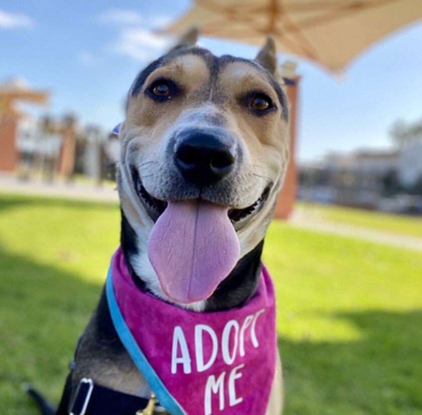 A pitbull terrier named Dana awaits adoption at the San Diego Humane Society.