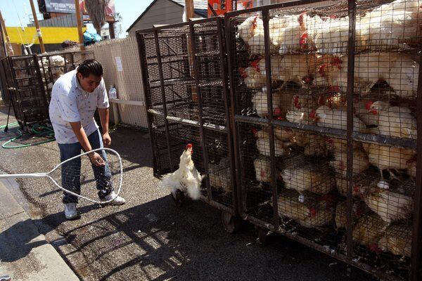 A worker with Bait Aaron tries to capture a loose chicken where dozens of caged chickens were being used in the Orthodox Jewish tradition of kaparot.