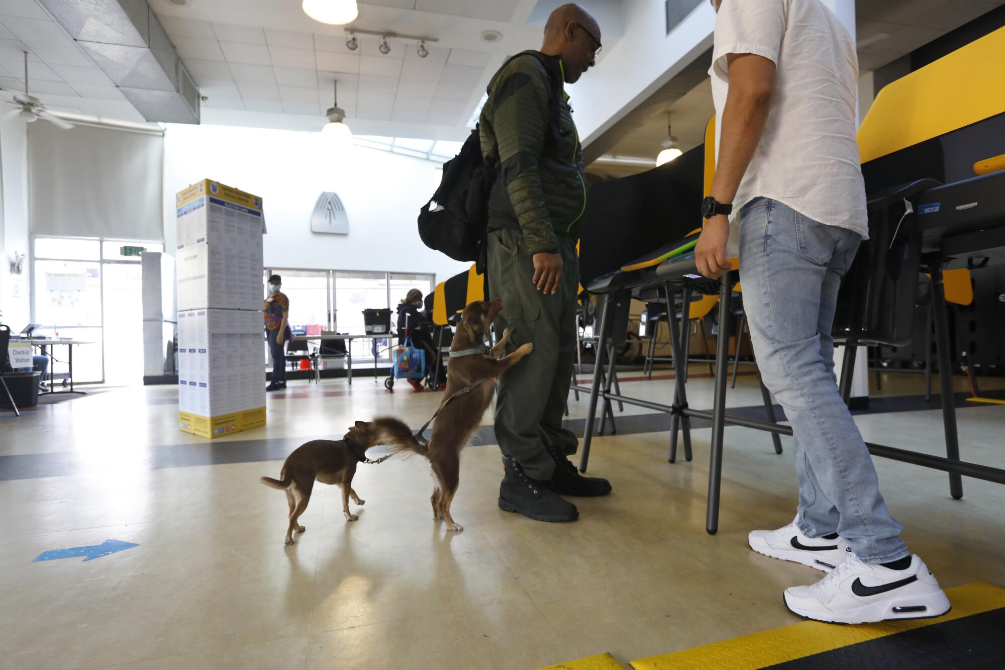 A voter casts a ballot with his dogs