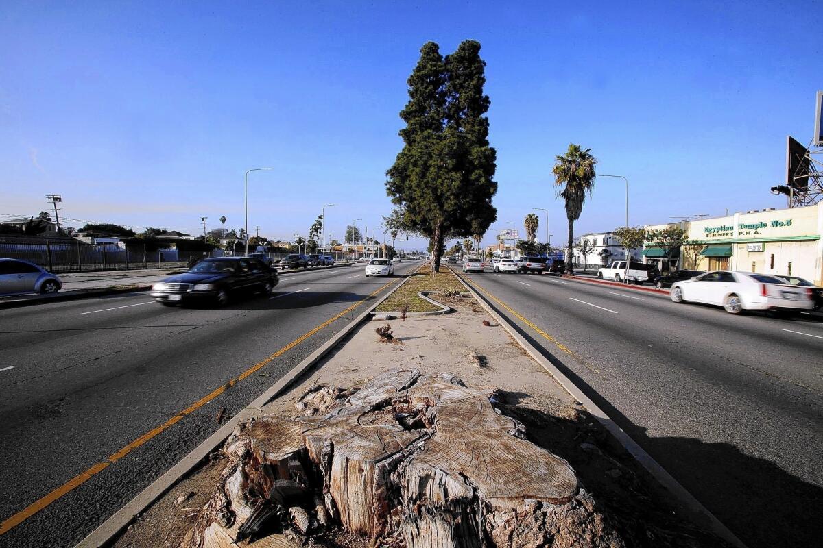A tree stump fills part of the median on Crenshaw Boulevard. So far, just 10 new trees have been planted in vacant spots along the thoroughfare. Any beyond that, officials said, would have to be removed again during light-rail construction.