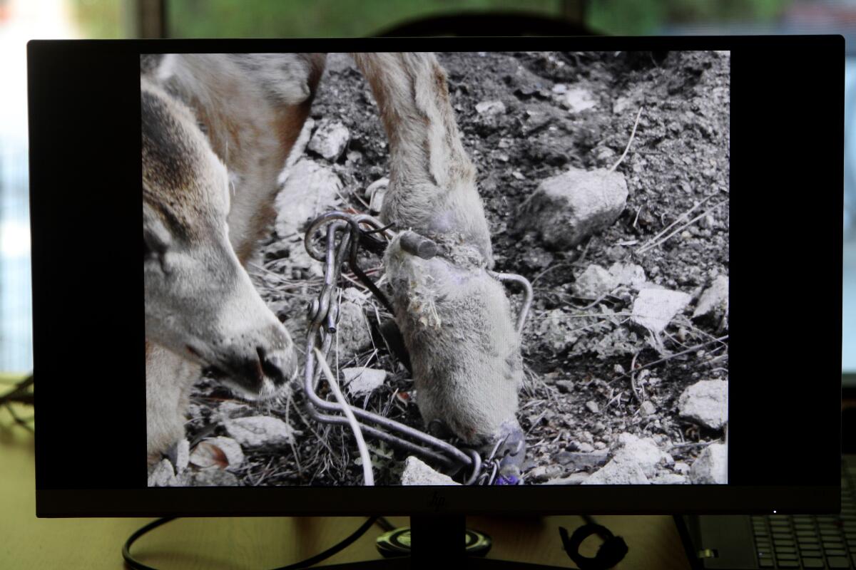 Steve Newsom showed photos of a young deer with a trap on one of its legs, at his home in La Cañada Flintridge on Tuesday. Residents of the area are trying to get the young deer help by contacting local and state authorities.