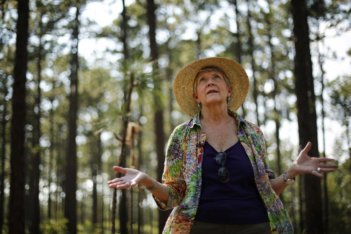 Julie Moore, a former Fish and Wildlife Service official who wants red-cockaded woodpeckers to remain on the endangered species list, stands in a longleaf pine forest at Ft. Bragg.