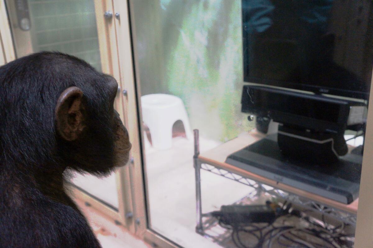 A chimpanzee takes part in eye-tracking research at Kumamoto Sanctuary in Japan. 