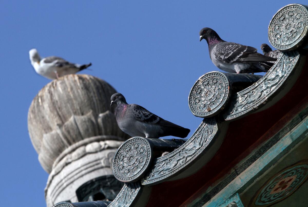 Birds had fouled the belfry of the Korean Friendship Bell before restoration began.