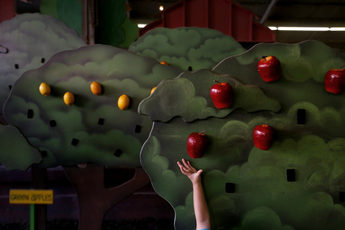 A child reaches for a replica apple that is attached with velcro to a replica tree at the "Farmer for a Day" exhibit at the Los Angeles County Fair in Pomona. ( Rick Loomis / Los Angeles Times )