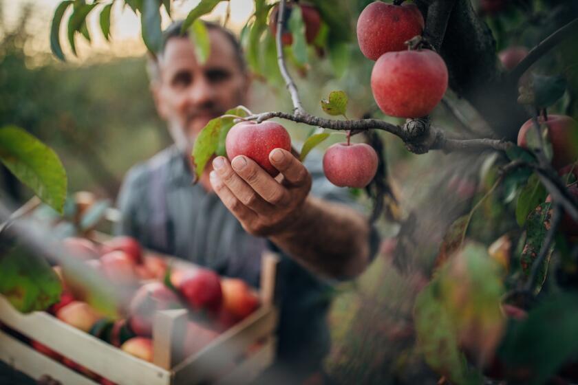 Senior man, senior farmer picking up apples in his orchard.