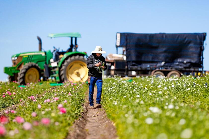 Carlsbad, CA - March 02: Reese Lopez works with the Ranunculus blossoms at the Carlsbad Flower Fields on Thursday, March 2, 2023 in Carlsbad, CA. (Meg McLaughlin / The San Diego Union-Tribune)