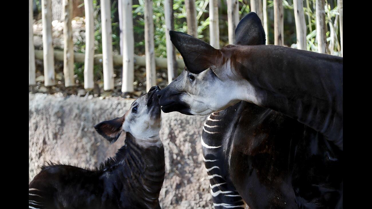 A two-month old female Okapi, sharing a tender moment with its mother named Opey, made its media debut at the Los Angeles Zoo on Tuesday, Jan. 23, 2018. The female calf, which has not been name yet, was born Nov. 18, 2017 and it’s the first female Okapi calf born at the zoo. This is the second offspring to the 14-year old mother.