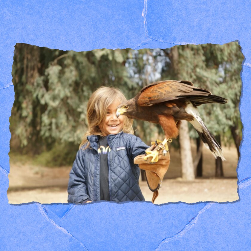Ready for an animal encounter?  Hawk on Hand brings you oh-so-close.