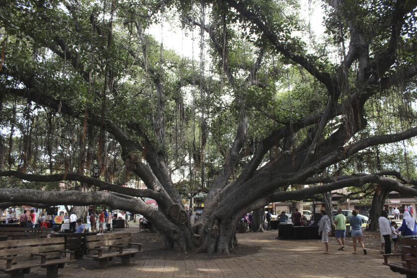 A banyan tree stands along Lahaina town's historic Front Street in February 2018, in Lahaina, Hawaii. The 150-year-old tree was scorched by a devastating wildfire that started Tuesday, Aug. 8, 2023, and tore through the heart of the Hawaiian island of Maui in darkness. (AP Photo/Jennifer McDermott)