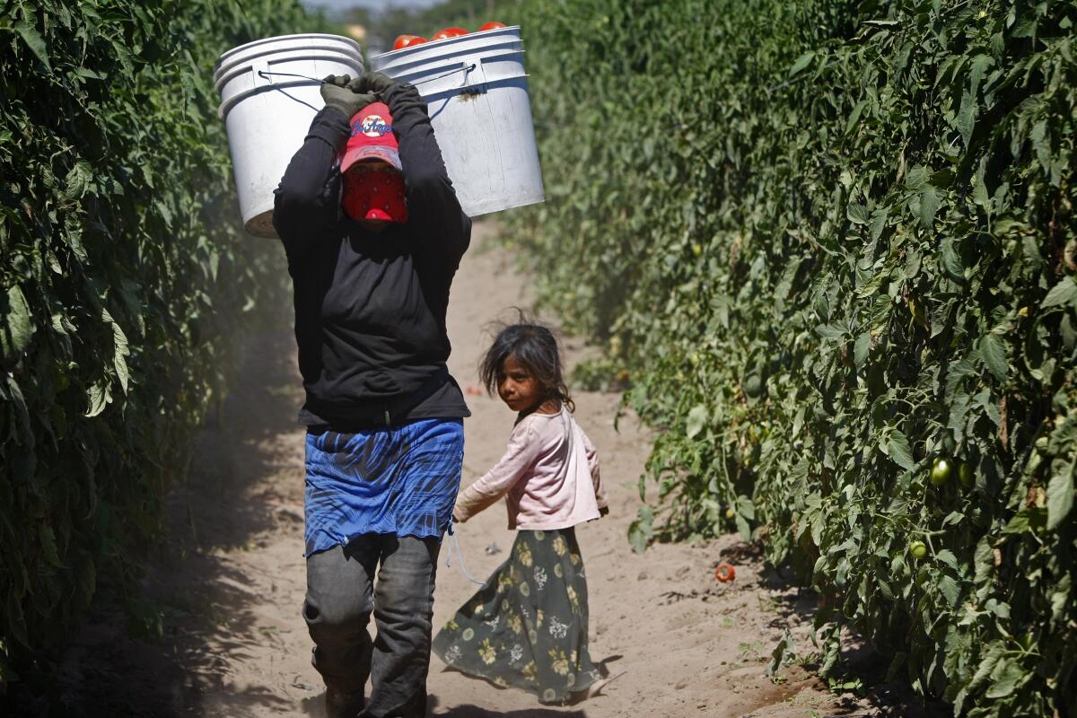 A woman carries Roma tomatoes through a field in Sinaloa, Mexico.
