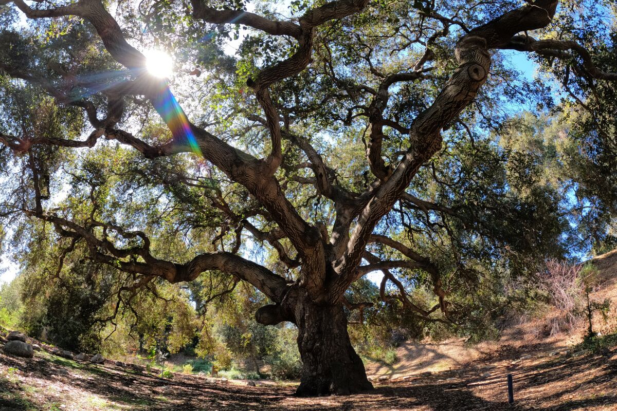 Sun shines through the branches of a coast live oak tree.