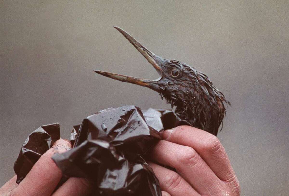 A present from Exxon: This oil-covered bird was a victim of the Exxon Valdez disaster, 25 years ago.