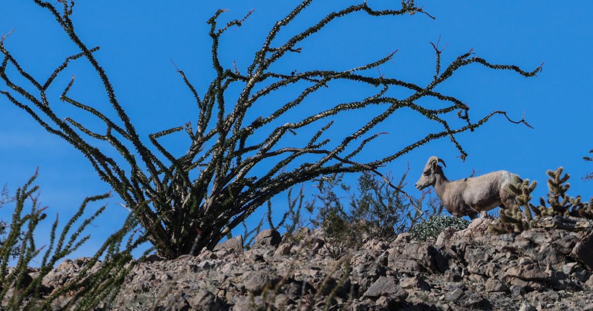Des moutons morts ont été retrouvés dans des barbelés placés à la frontière entre les États-Unis et le Mexique.