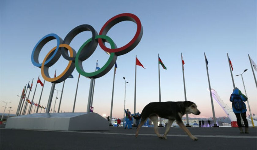 A stray dog photographed in Sochi's Olympic Park three days before the start of the 2014 Winter Olympics.