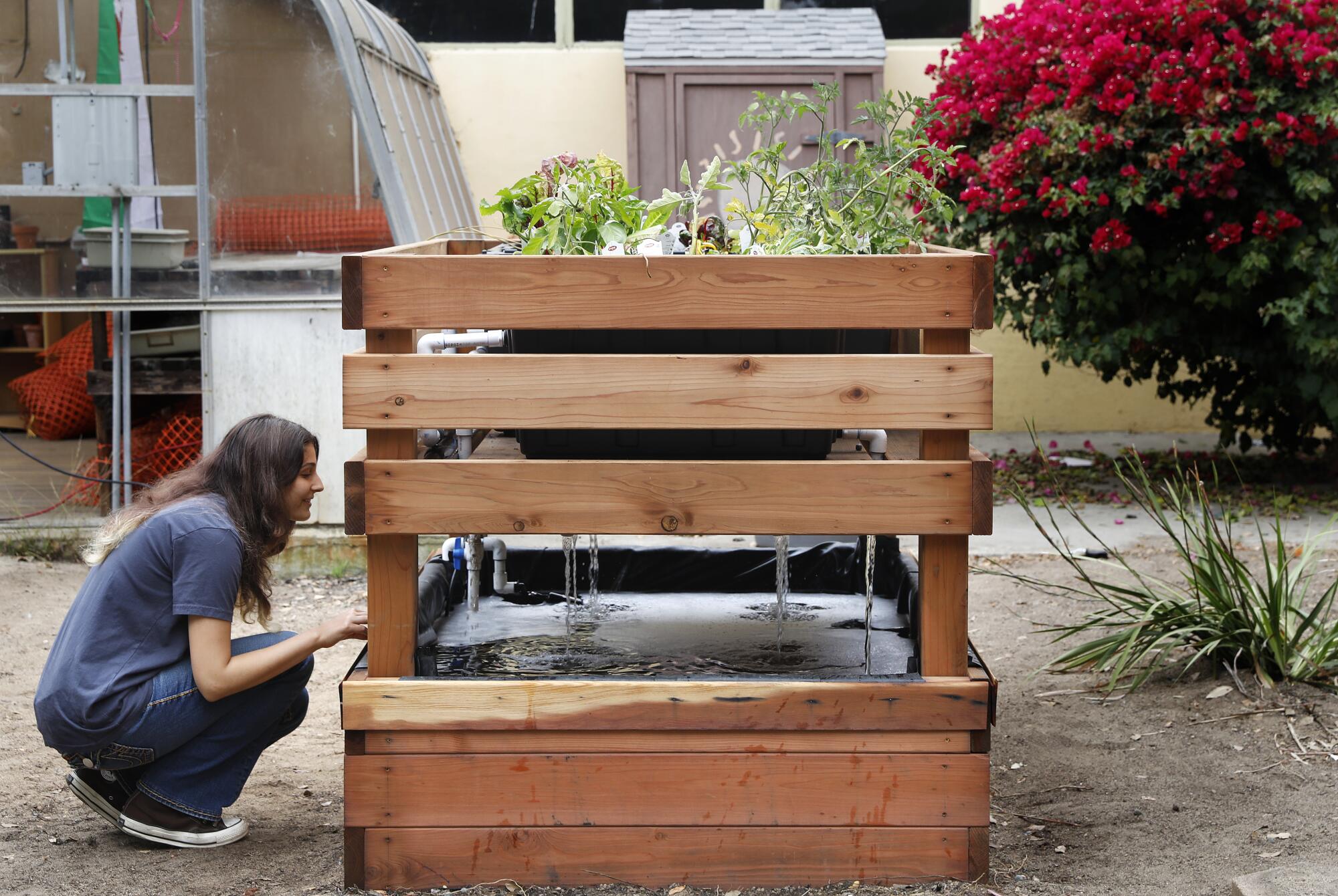 A person crouches to look at a fish pond with plants growing above.