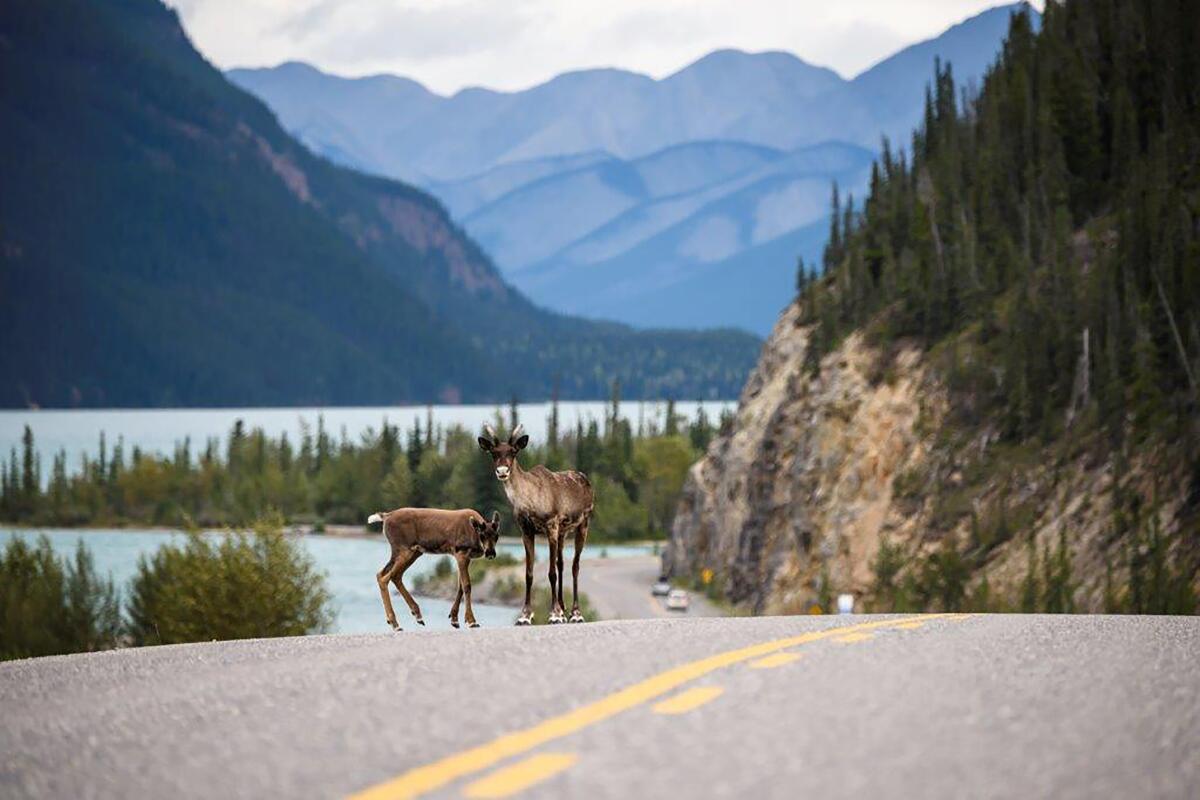 Caribou on a stretch of the Alaska Highway in British Columbia.