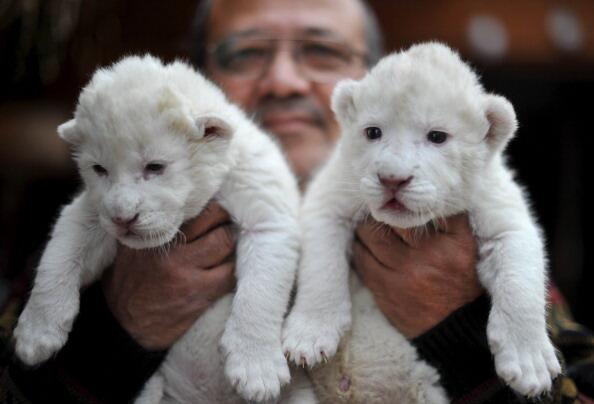 White lion babies