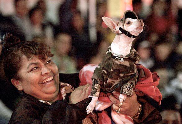 Rosa Luis of Fontana and her dog Junior take in the Hollywood Santa Parade on Sunday. Police estimate about 10,000 people attended the event. This year, organizers held a Winterfest street fair before the parade.