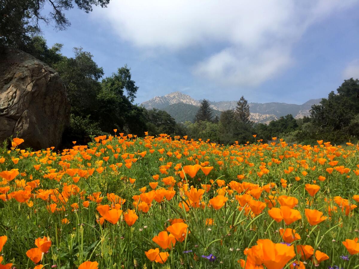 California poppies at the Santa Barbara Botanic Garden.