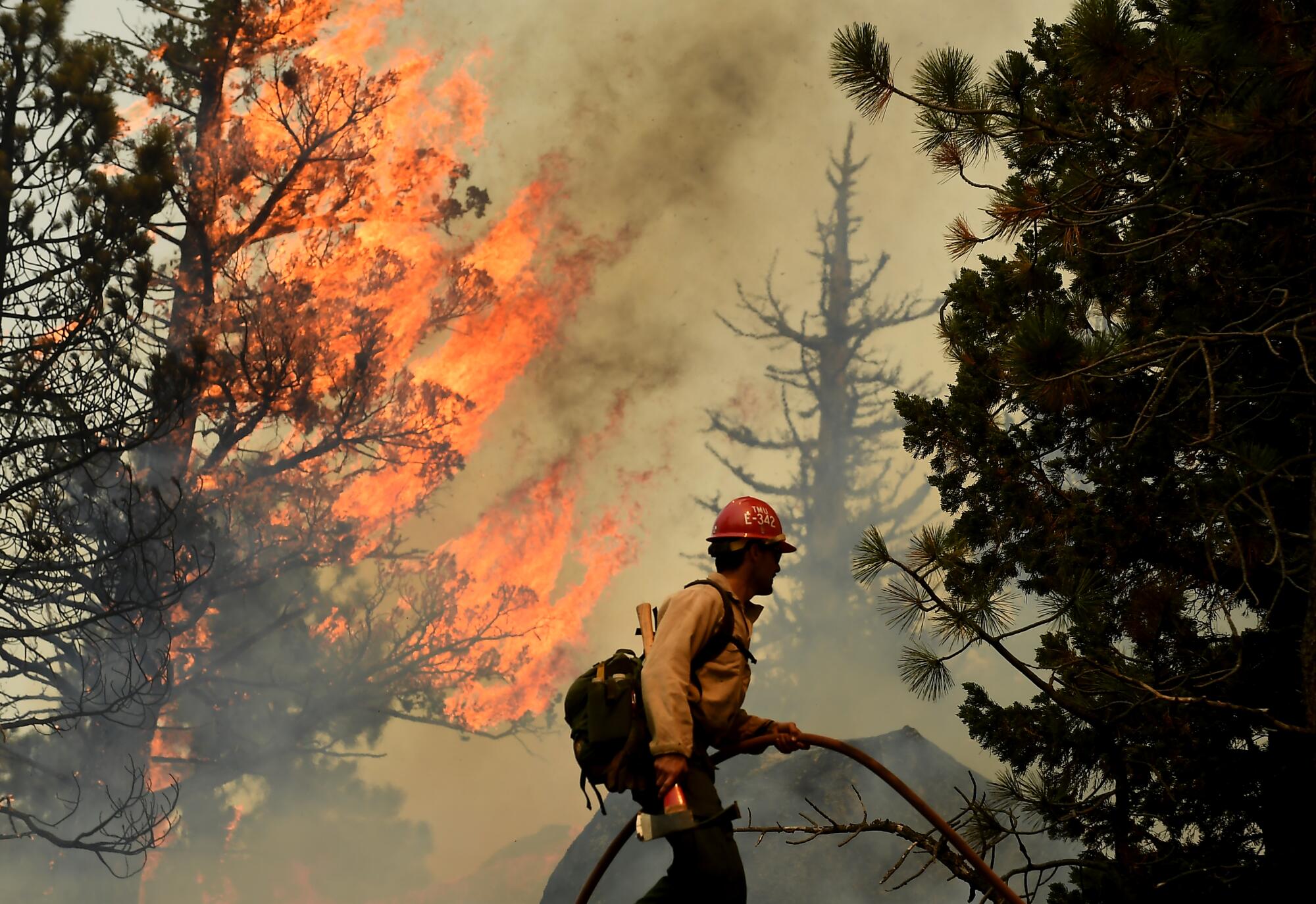 A firefighter carries hose in front of a tree on fire