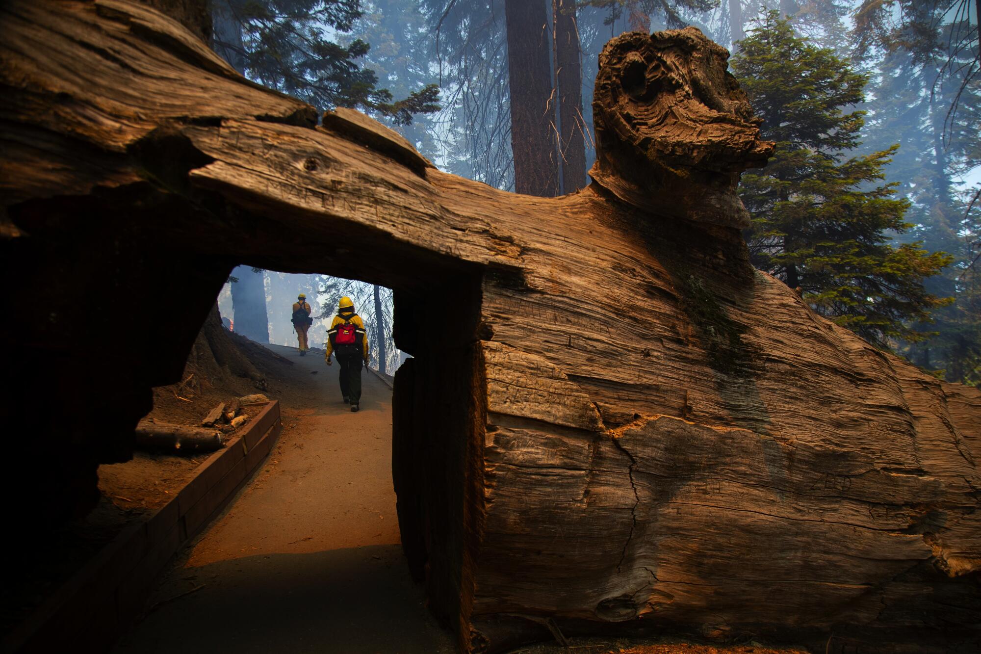 A fallen tree in Sequoia National Park has a path cut through it