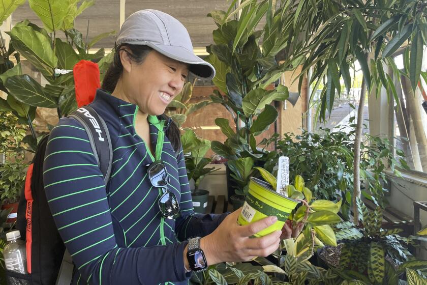 Customer Amy Ashcroft looks at a plant at Flowercraft at Flowercraft, a garden center, on March 13, 2024 in San Francisco. Garden centers enjoyed a pandemic boom, particularly with millennials, as people looked for outdoor activities during lockdowns. (AP Photo/Haven Daley)