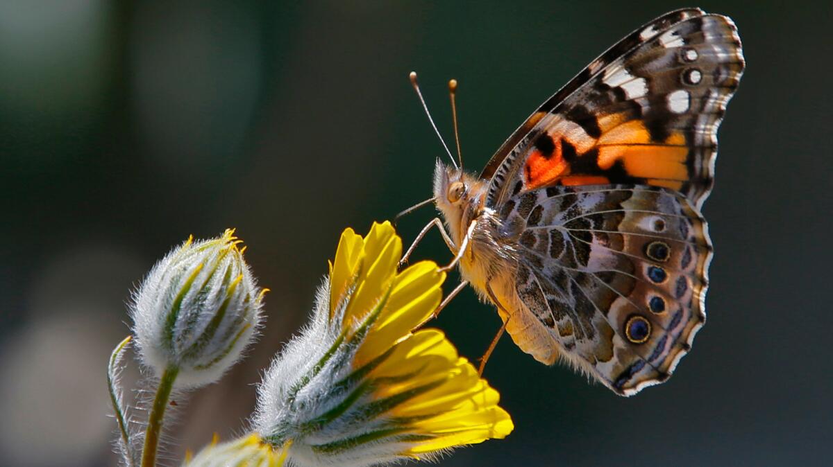 An upclose look inside the Butterfly Pavilion