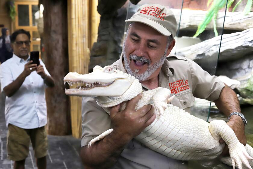 Jay Brewer the Founder of The Reptile Zoo holds "Coconut" an albino alligator at The Reptile Zoo in Fountain Valley on Monday, July 22, 2024. Jay Brewer and his family have owned The Reptile Zoo for 37 years they will part of a second season of Reptile Royalty a Roku Original series. (Photo by James Carbone)