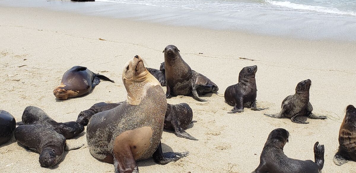 Sea lions and their pups bask on the sand in La Jolla.