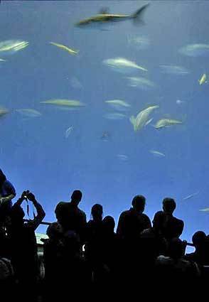 Thousands flock to Monterey Bay Acquarium to see a juvenile great white shark, seen here at the center top.